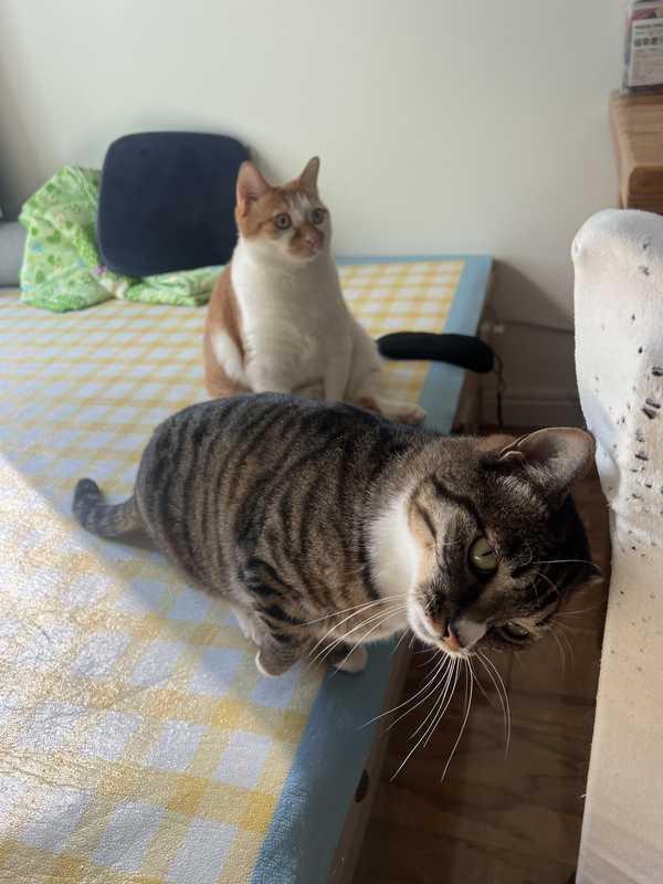 能分享一个人和猫的温暖故事吗？