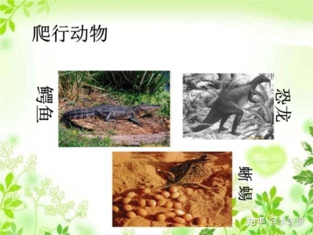 爬行动物的分类方法有哪些? - 知乎