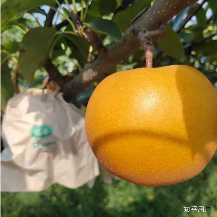 秋月梨是什么品种? - 知乎