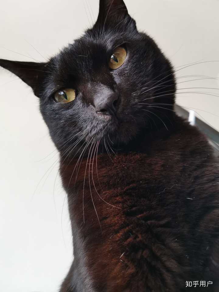 什么是玄猫，什么样的人适合养玄猫，有什么禁忌吗？ - 知乎