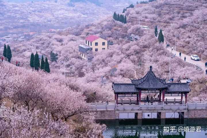 青岛有哪些地方可以看樱花? - 知乎