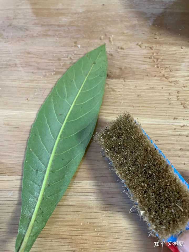 枇杷叶的毛太难刷掉,有啥快速去毛的小窍门?? - 知乎