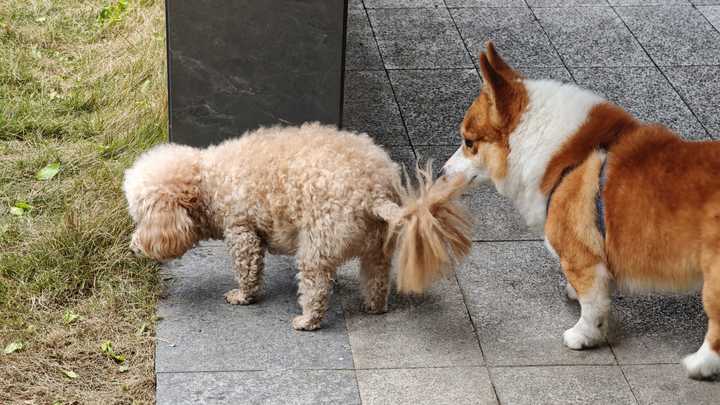 龙牙：外交部回应日本「降级」日中关系，表示日方应以实际行动维护中日关系政治基础，如何看待日本这一举动？|2026-04-12-汉风1918-汉唐归来-惟有中华