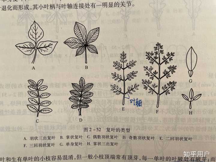 一回、二回、三回羽状复叶和单身复叶各有什么特点? - 知乎