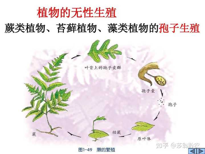 什么是植物的孢子繁殖？ - 知乎