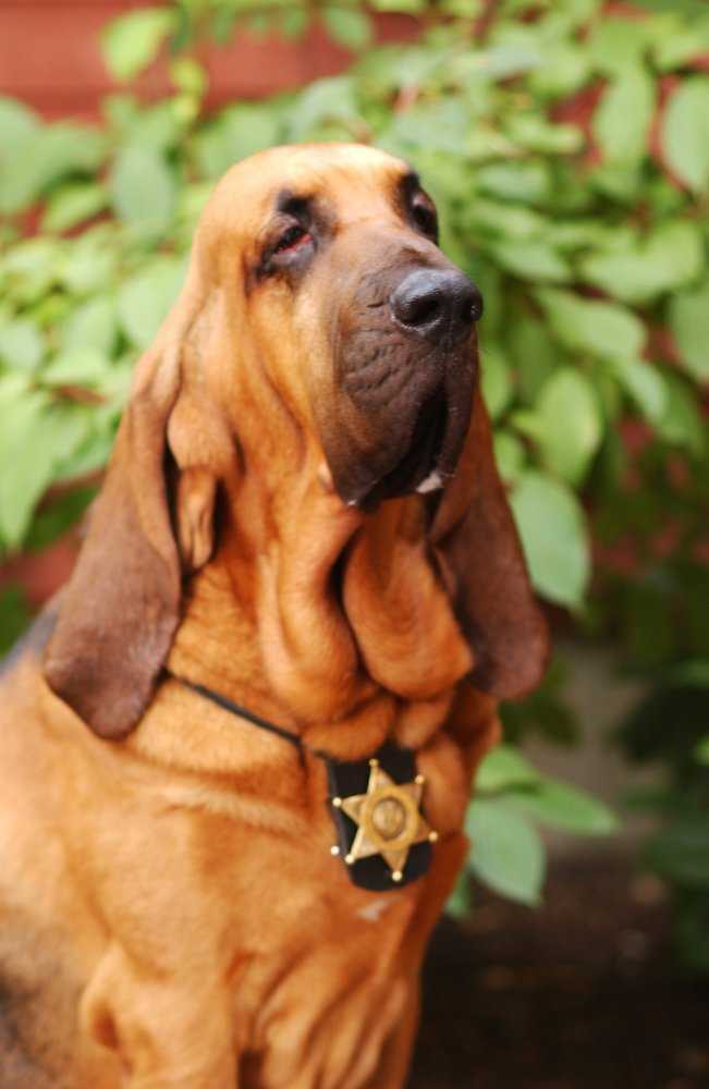 神犬小巴迪 - 知乎