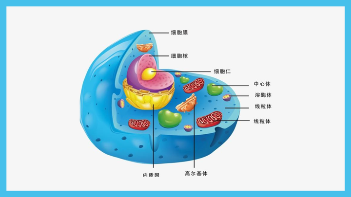 PPT怎么做