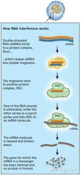 rna 干扰技术的研究现状如何？ - 知乎