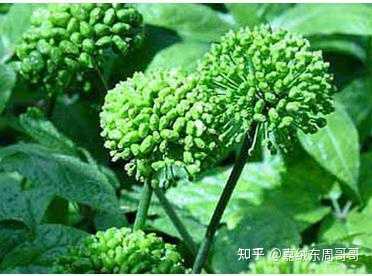 三七与田七是同一个东西吗？ - 知乎