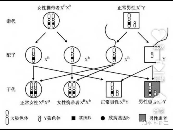显性基因是不是比隐形基因更优秀? - 知乎
