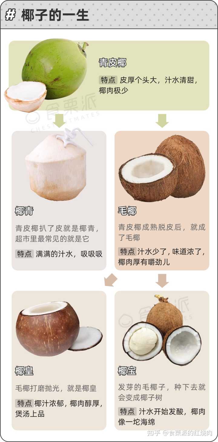 椰子有什么营养? - 知乎