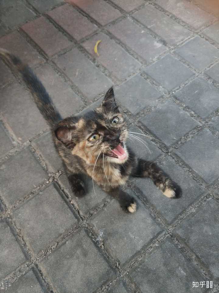 小奶猫接回来1个月了,每天晚上都把被子下面的手脚当猎物。特别凶的扑来扑去。怎么矫正? - 知乎