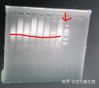 PCR产物未加模板也拖带是怎么回事? - 知乎