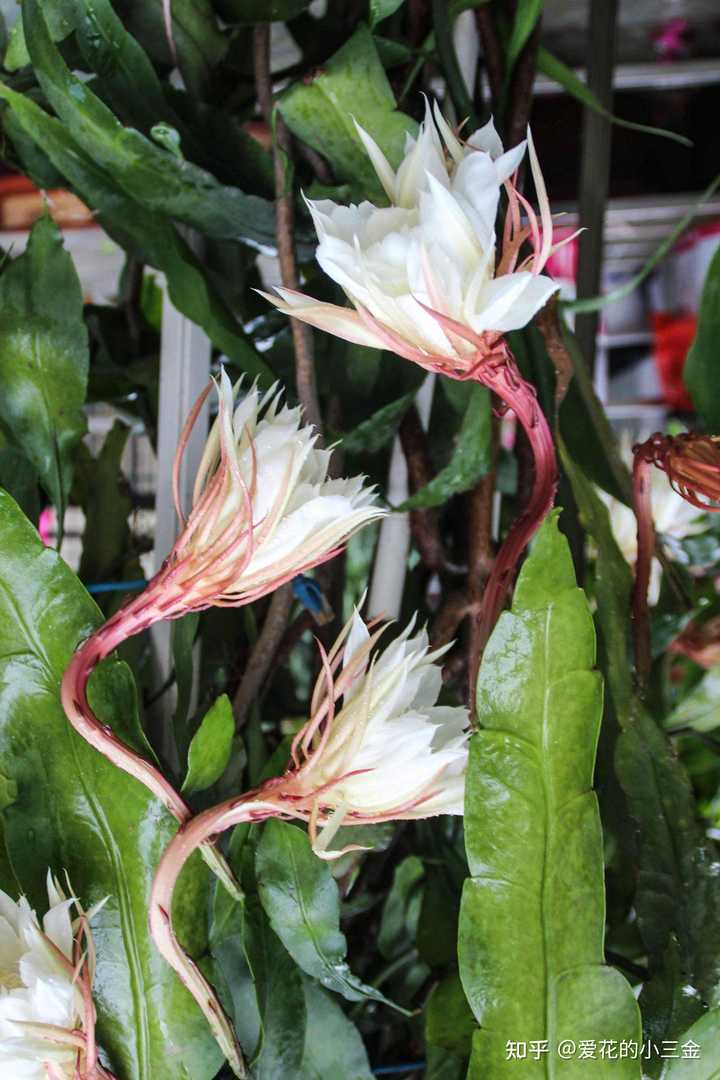 昙花怎么授粉?花期那么短... - 知乎