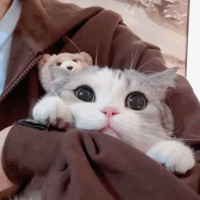 如何评价香香软软的小泡芙