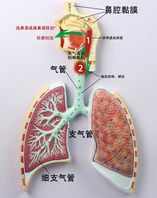 咳嗽气短是什么原因导致的？ - 知乎