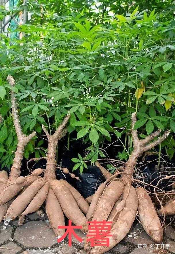 请问木薯是一种什么植物? - 知乎