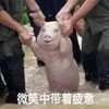 命理小学生华强