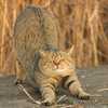 薛定谔的猫