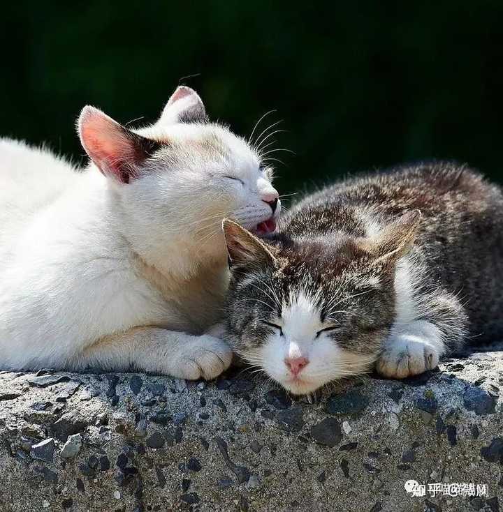 有哪些关于 猫 的纪录片? - 知乎