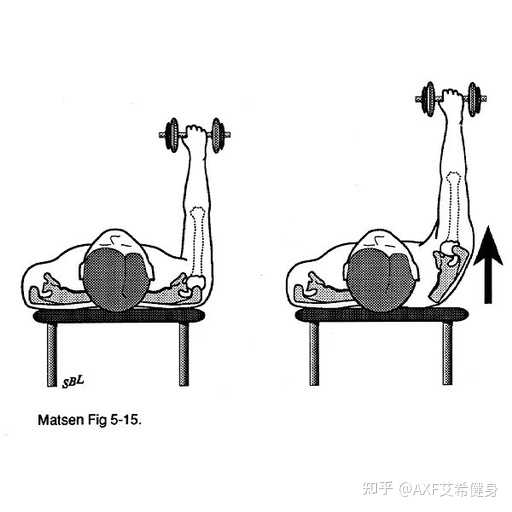 前锯肌怎么练? - 知乎