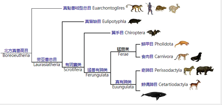 树懒的规范中文名是树懒还是树獭? - 知乎