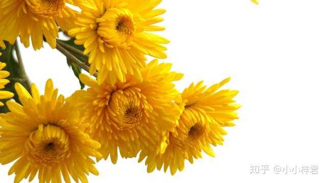 常见花的花语是什么 小小梓君的回答 知乎 常见花的花语是什么 小小梓君的回答 知乎