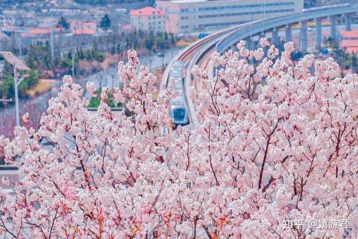 青岛有哪些地方可以看樱花? - 知乎
