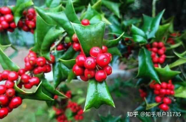 枸骨又被人叫做老虎刺,有什么作用? - 知乎