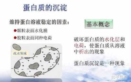 在蛋白质盐析中,为什么分子量越大的蛋白质越易被析出? - 知乎