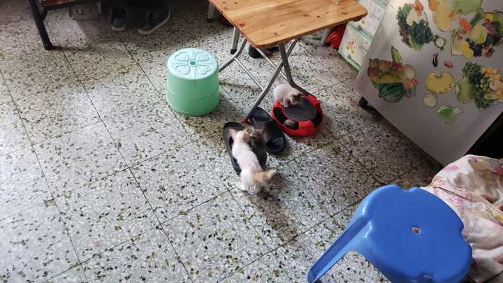 公狸花猫和母三花猫会生出什么猫呢？ - 知乎