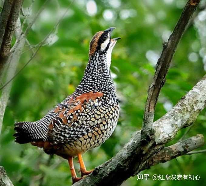 为什么很多古人都喜欢写鹧鸪,鹧鸪鸟意味着哪些独特的情怀?你知道哪些写鹧鸪的诗词吗? - 知乎