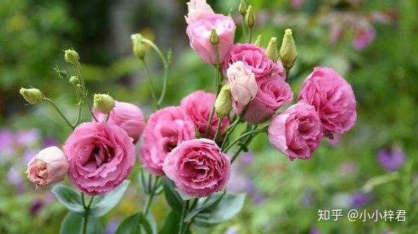 常见花的花语是什么 小小梓君的回答 知乎 常见花的花语是什么 小小梓君的回答 知乎