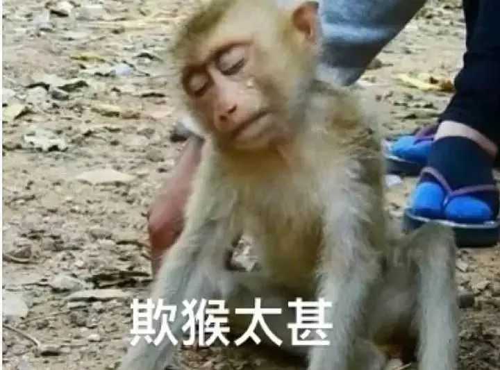 请问大家有没有猴子的表情包? - 知乎