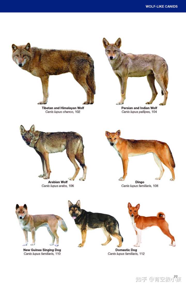 犬科动物豺和狼有什么区别？ - 知乎