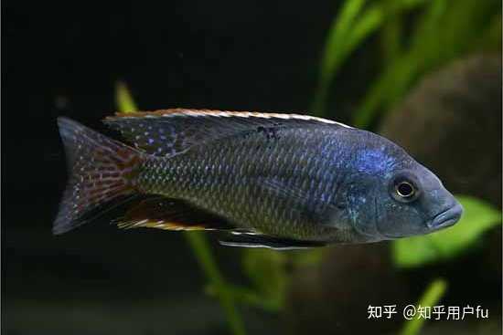 黑丽鱼的肉质有什么特点? - 知乎