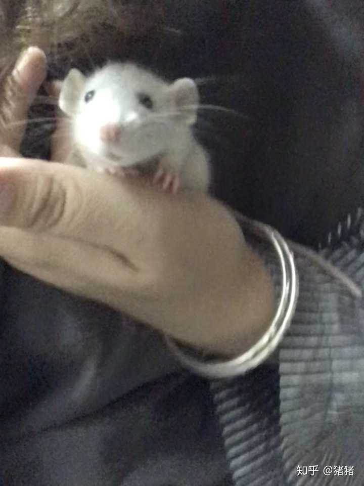 大学生养花枝鼠有什么要注意的呢 知乎