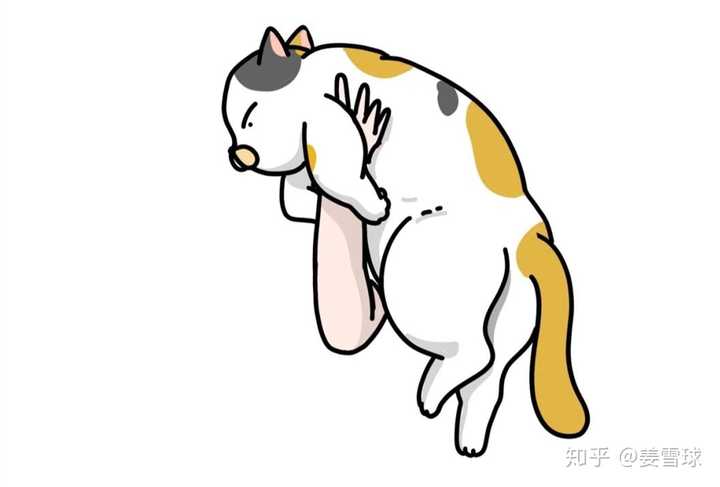 抱起猫的正确姿势是怎样? - 知乎