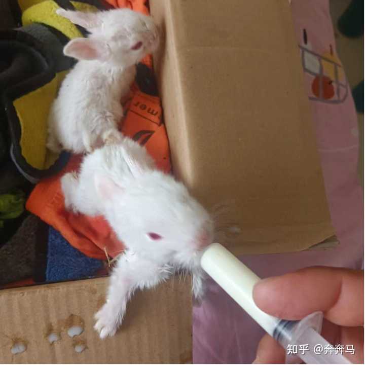 兔妈妈不管小兔子,刚出生的小兔子该怎么养? - 知乎