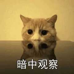 抖音表情暗中观察猫图片