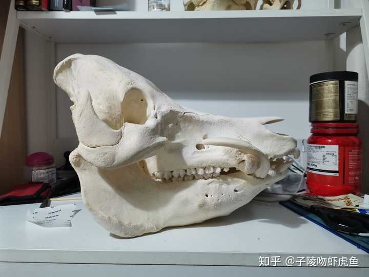 据说家猪放生会一年内野化成有獠牙的野猪，这是什么原理？ - 知乎