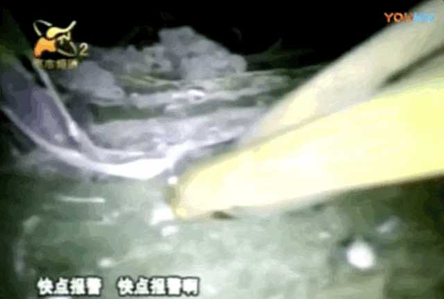 动图封面