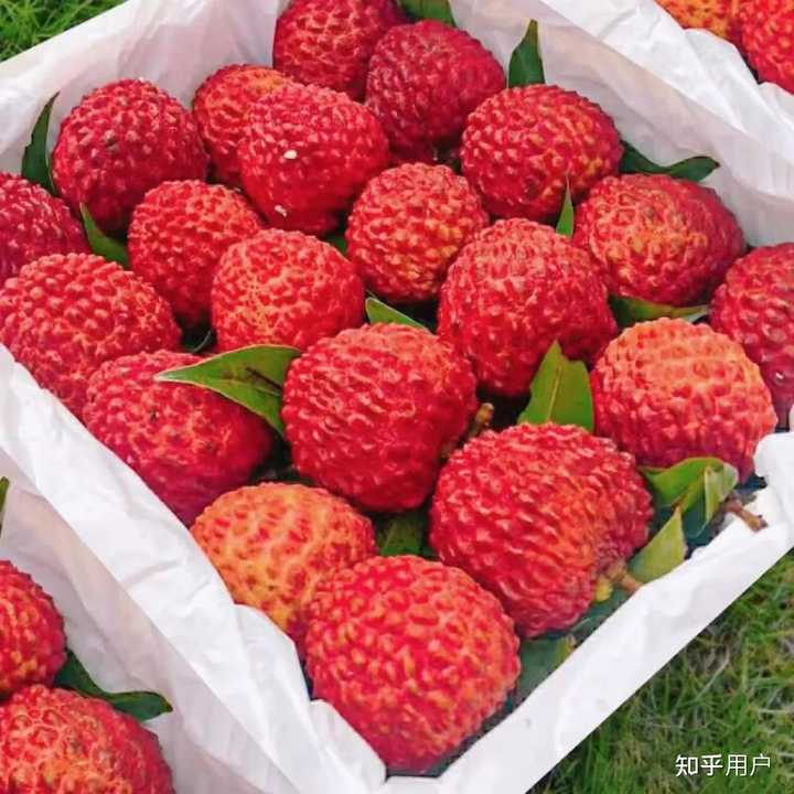 荔枝王是什么？那些荔枝品种好吃？ - 知乎