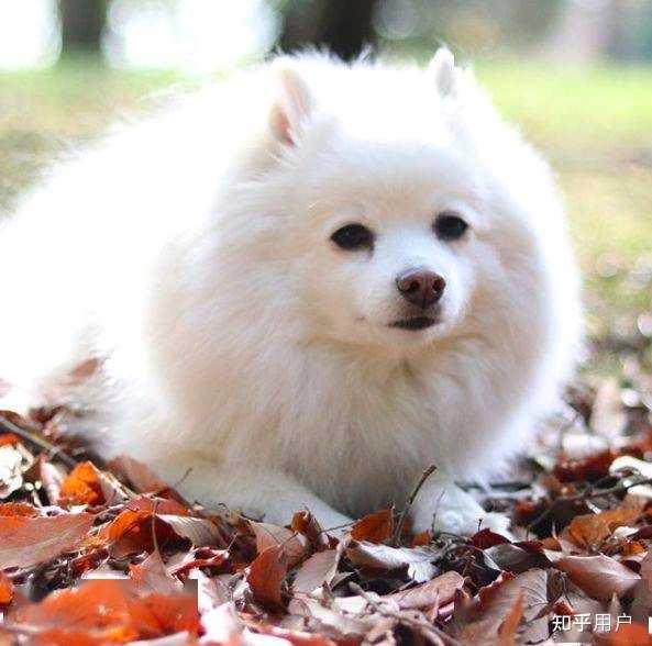银狐犬的外貌和性格有哪些特点呢? - 知乎