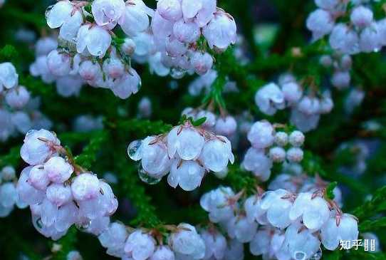 石楠花闻起来有精液的味道 为什么很多学校种石楠花 知乎