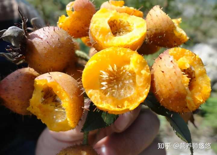 刺梨都有哪些营养和功效? - 知乎