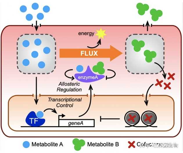 糖酵解代谢途径如何调控呢？ - 知乎