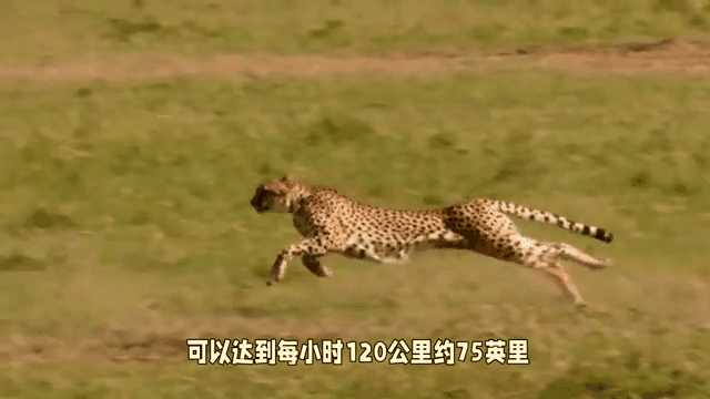 动图封面