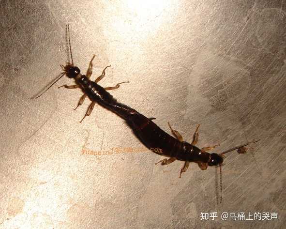被这种虫子咬了,还会飞的。想问一下是什么虫子?毒性大吗? - 知乎