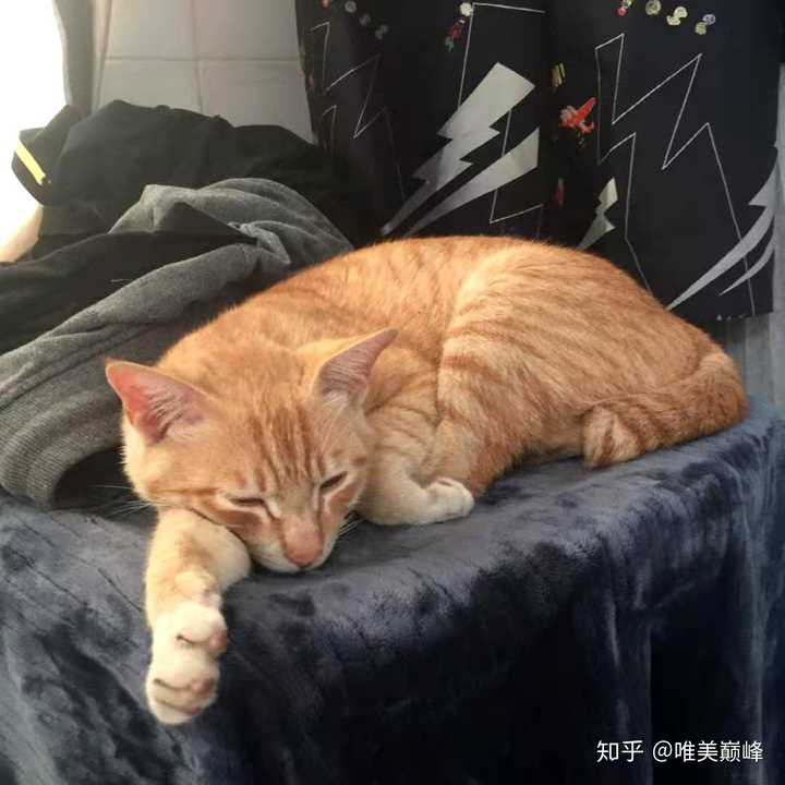 猫咪为什么喜欢做「 揣手手」的动作？ - 知乎